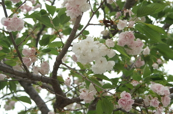 18日桜⑤.JPG